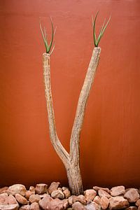 Woestijnplant voor een muur in terracotta kleur