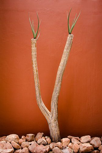Wüstenpflanze vor einer Wand in Terrakottafarbe