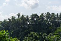 Palm trees Campuhan Ridge Walk