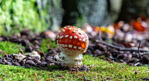 Vliegenzwam (Amanita muscaria)