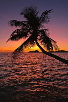 Swinging under the palmtree by Barbara Brolsma