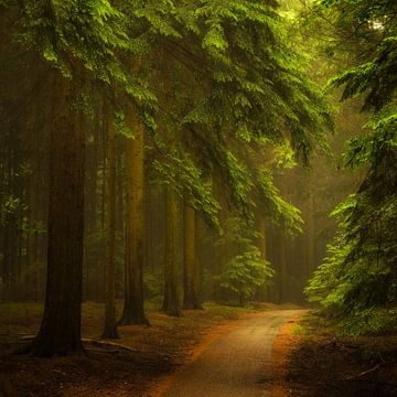 Het magische woud by Jenco van Zalk