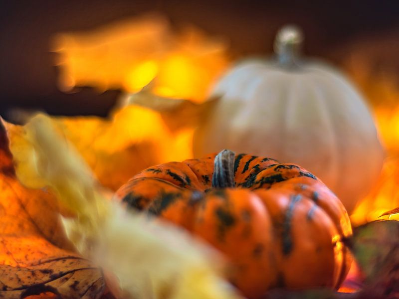 AUTUMN CONCEPT : PUMPKINS IN OCTOBER by Photoart-Naegele
