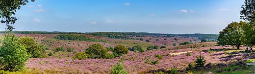 Blick auf das violette Heidekraut der Posbank