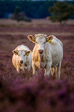 Nieuwsgierige witte koeien temidden van de bloeiende heide van Leon Okkenburg
