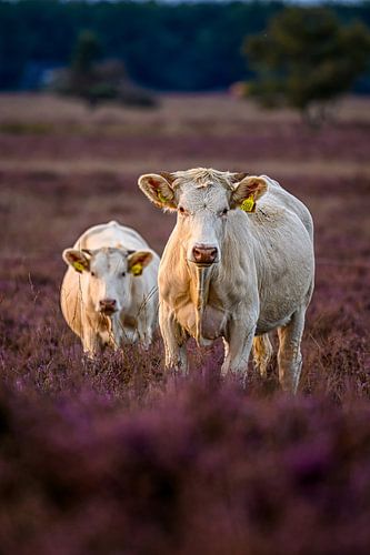 Nieuwsgierige witte koeien temidden van de bloeiende heide
