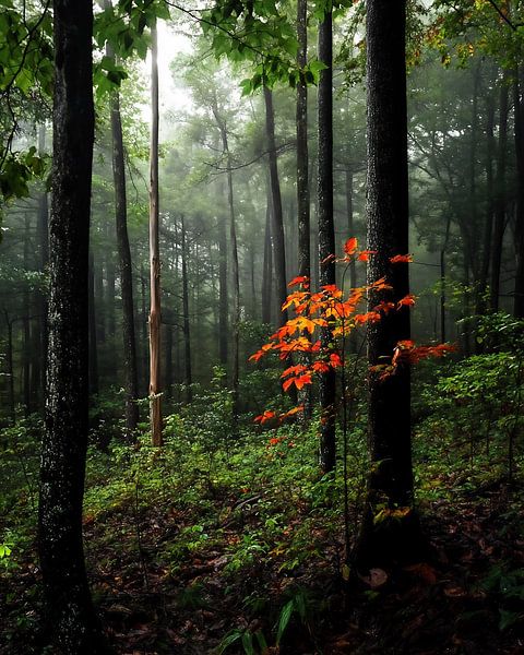 Stille resonantie van fernlichtsicht