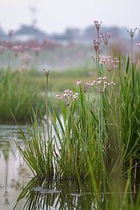 Swan flower