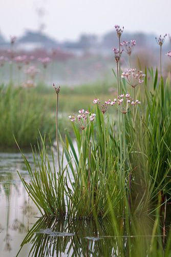 Zwanenbloem