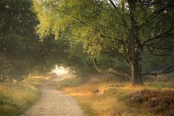 Geweldig mooie ochtend op de heide van Eefje John