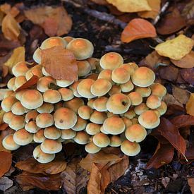 Märchenhafte Pilze im Herbstwald von Thomas Jäger
