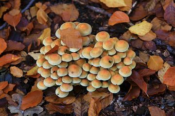 Sprookjesachtige paddenstoelen in het herfstbos