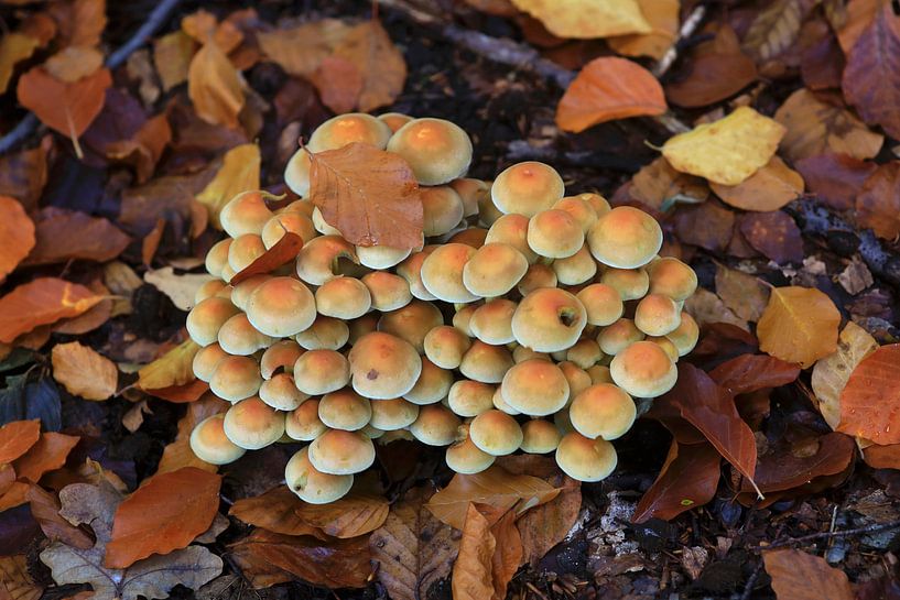 Des champignons féeriques dans la forêt d'automne par Thomas Jäger