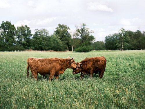 Schotse Hooglanden