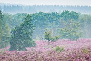 Lila Heidekraut mit Morgennebel in den Hügeln | Utrechtse Heuvelrug