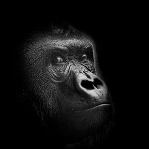 Gorille sur Willem Klopper