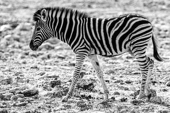Zebrajong