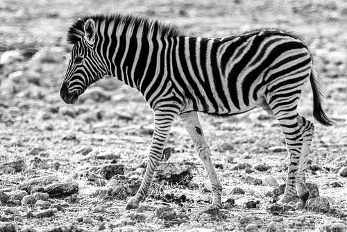Zebrajong