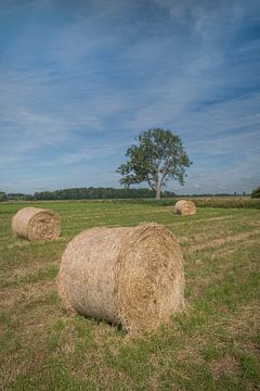 Hay Rolls by Moetwil en van Dijk - Fotografie