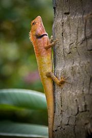Lizard by Rob van der Wal