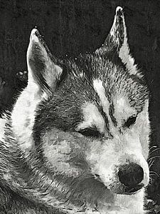 Wunderschöner Siberian Husky
