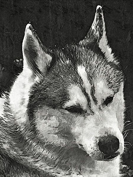 Gorgeous Siberian Husky by Dorothy Berry-Lound