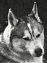 Gorgeous Siberian Husky by Dorothy Berry-Lound thumbnail
