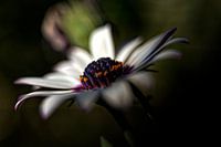 Bloem