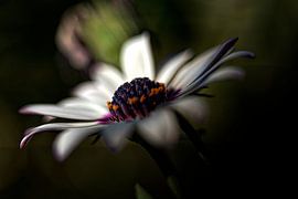 Bloem by Ralph Hoeberechts