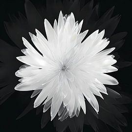 Fleur de chrysanthème blanche sur fond noir