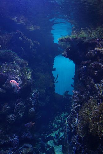 Kingdom of the sea 1