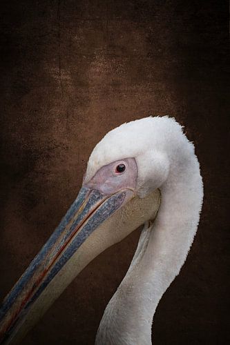 Majestueuze Rust Pelikaanportret Terracotta bruin