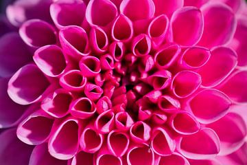 pink dahlia by C. Nass