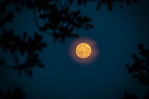 Volle maan van Colin van der Bel