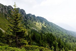 Die Flanken des Monte Pancugolo in den Dolomiten bei Madonna di Campiglio