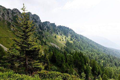 De flanken van de Monte Pancugolo in de Dolomieten bij Madonna di Campiglio