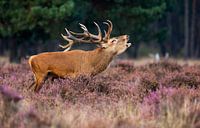 Cerf rouge par Menno Schaefer Aperçu