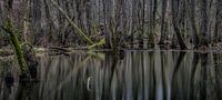 Reflection forest von Davy Sleijster Miniaturansicht