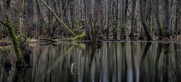 Reflection forest van Davy Sleijster