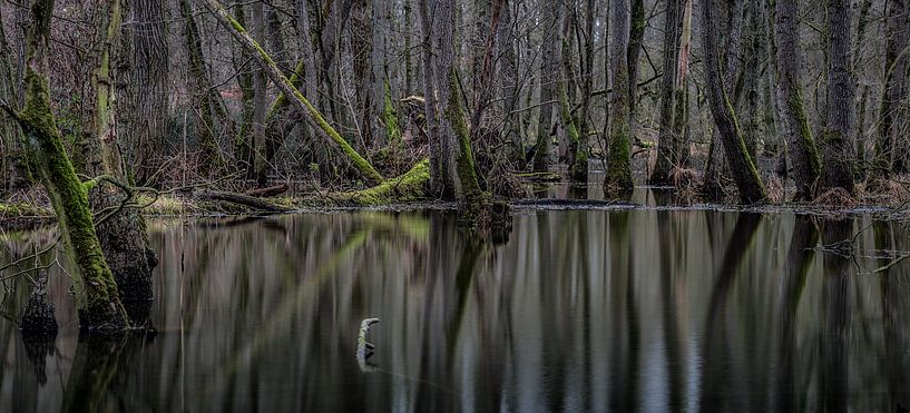 Reflection forest von Davy Sleijster
