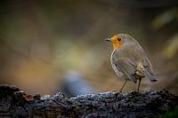 Roodborst in het bos