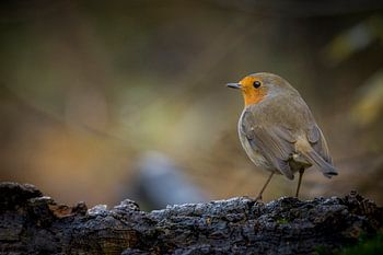 Roodborst in het bos