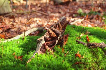Bosrijk stilleven van Ferdi Verbeek