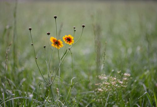 colour in the grass