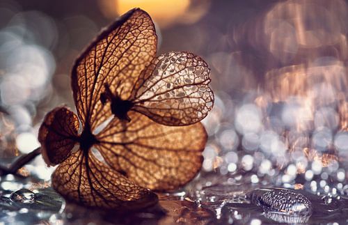 macro: gedroogde hortensiabloem in waterdruppels