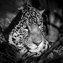 Porträt von Jaguar von Frans Lemmens Miniaturansicht