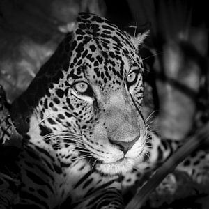 Portrait de Jaguar sur Frans Lemmens