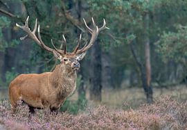Edelhert Arrogant von Fotografie Verbeek Barneveld
