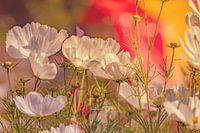 Flowers Dream 8