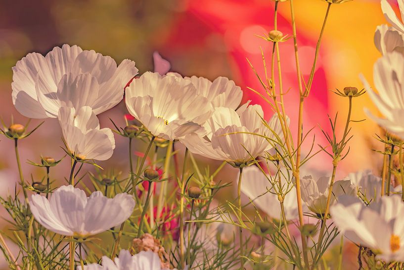 Flowers Dream 8 by Marcel Kieffer
